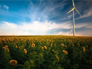 Sunflower field with wind mill in background
