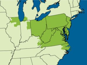United States map with PJM area in dark green